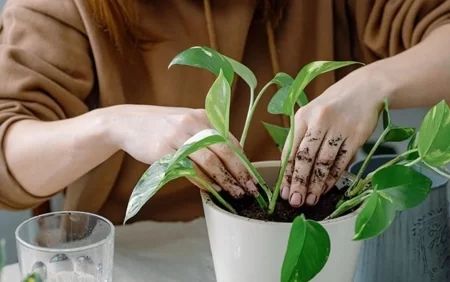 Bu bitki evdə nəm və kifi yox edir - FOTO