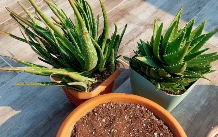 Sağlamlıqdan gözəlliyə qədər... - Bu bitkidən hər evdə olmalıdır