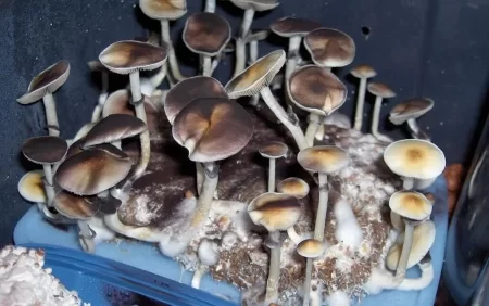 Tərkibində göbələk olan dərmanlar nə ilə təhlükəlidir?