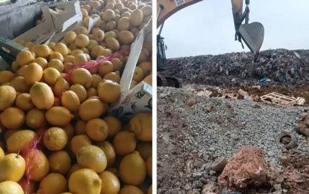 55 ton limon məhv edildi - Tərkibində...