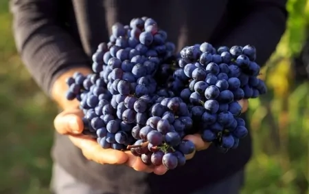 Qara üzümün bilmədiyiniz faydaları - Xərçəng...