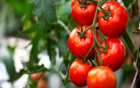 İlanın dişlədiyi pomidor: İnsan üçün təhlükəsi var? - Video