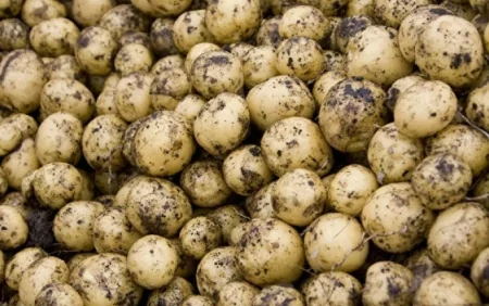 İrandan gətirilən 47 ton kartof məhv edildi