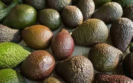 Avokado nəyi müalicə edir və niyə yeməməlisiniz?