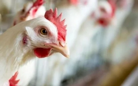 Sağlamlığımıza təhlükə yaradan, biri 65 qəpiyə olan toyuqlar Azərbaycana necə gətirilir?