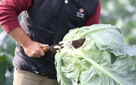 Ömrü uzadır, immuniteti gücləndirir - Mütəxəssislər boş yerə tövsiyə etmirlər