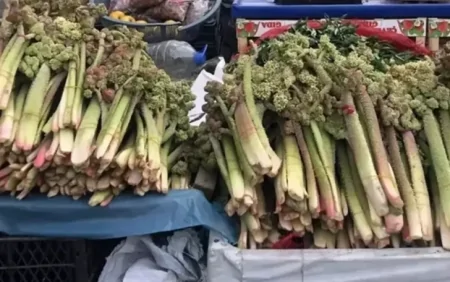 Xərçəngin müalicəsində yeni bitki - Şöhrəti ABŞ-yə qədər yayıldı