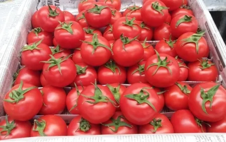 Bu ölkədən gətirilən pomidorlarda virus aşkarlandı