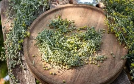 Stress və miqrenə SON: Bu bitki ilə rahatlıq tapacaqsınız