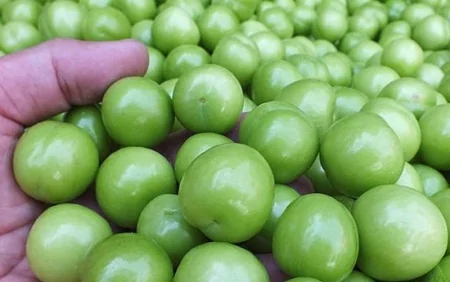 Alça kimlərə olmaz?