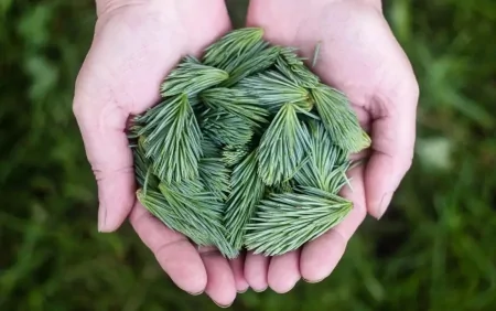 İçdiyiniz suya bir parça əlavə edin - Dəyişimə inanmayacaqsınız