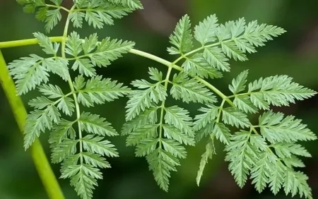 Cəfəriyə bənzəyir amma öldürür – Yeməyin