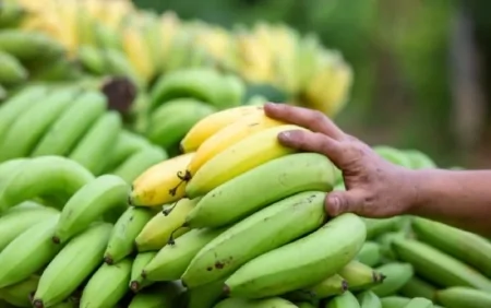 Yaşıl banan xərçəngə yoluxmanın qarşısını alır