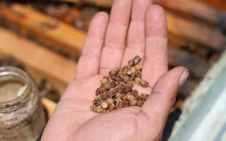 Əvvəllər zibil kimi atılırdı, indi kilosu yüz manata satılır - Xəstəliklərin dərmanıdır