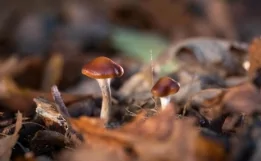 Göbələk xərçəngin dərmanı imiş