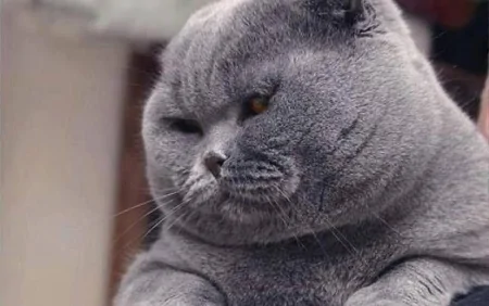 Pişiyin cırmaqladığı qız iflic oldu