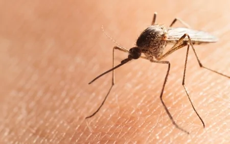 Ağcaqanad dişləmələri ölüm riski daşıyırmış...