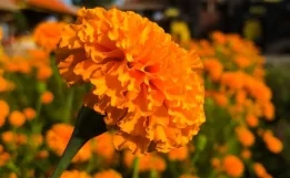 Bu gül xərçəngin dərmanı imiş