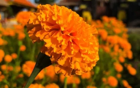 Bu gül xərçəngin dərmanı imiş